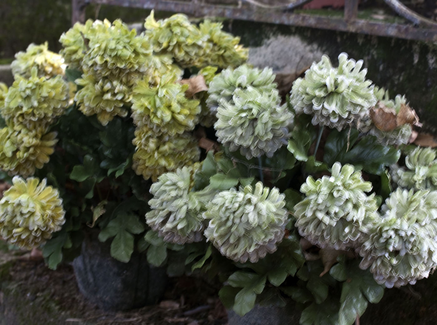 Marcus Bunyan. 'Stones, Vaults, Flowers' 2017-2020