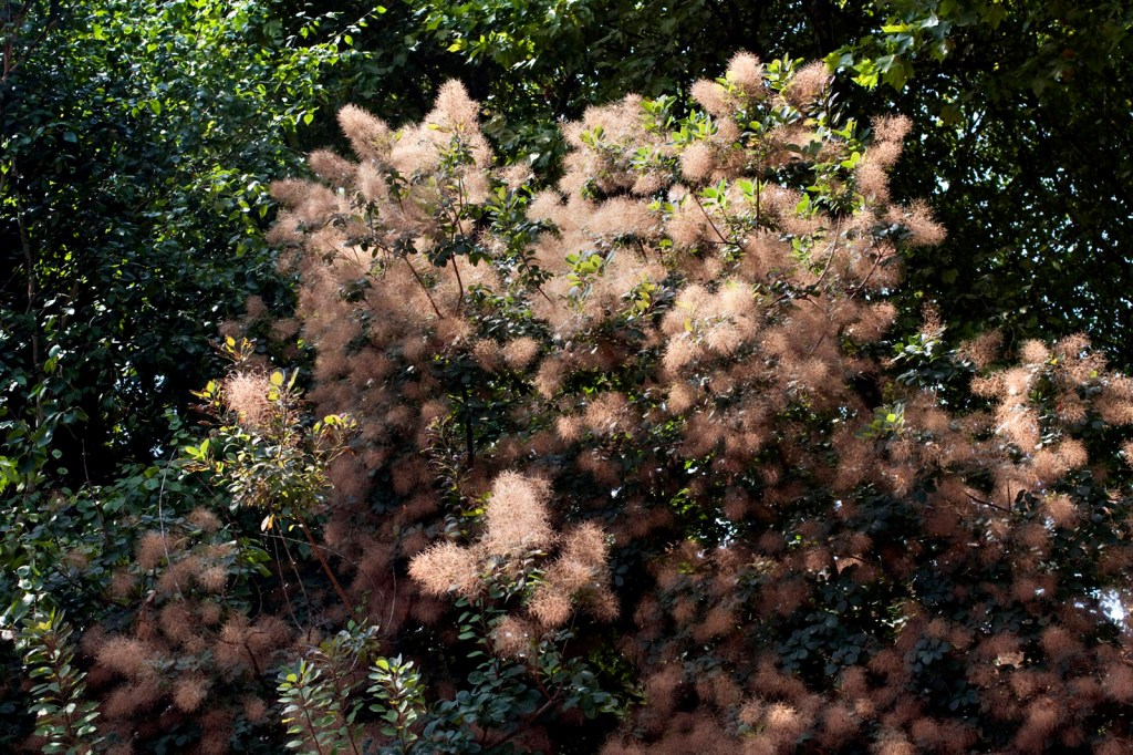 Marcus Bunyan. 'Stones, Vaults, Flowers: Père Lachaise' 2017-2020