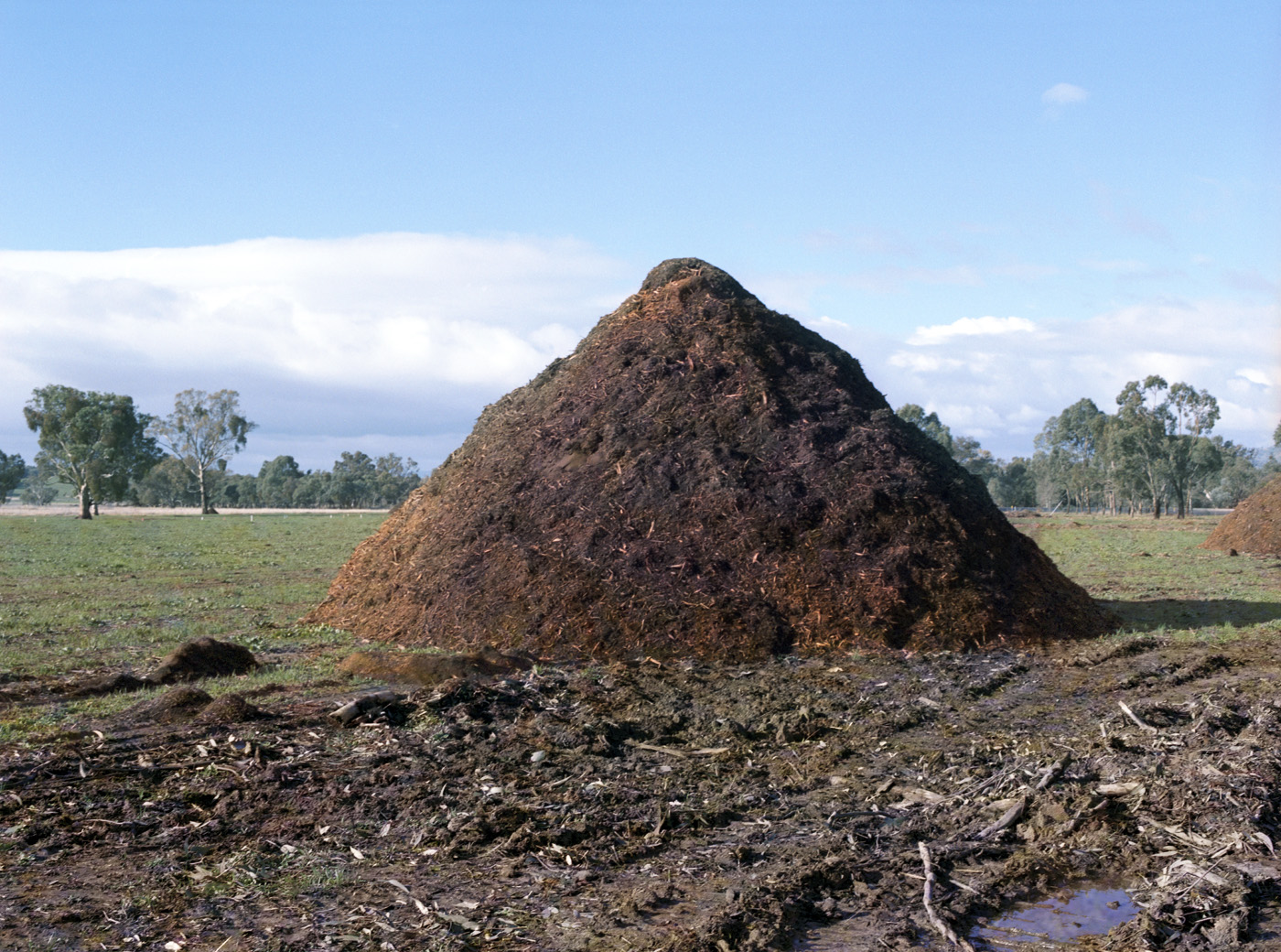 Marcus Bunyan. 'Last Stand' 2008