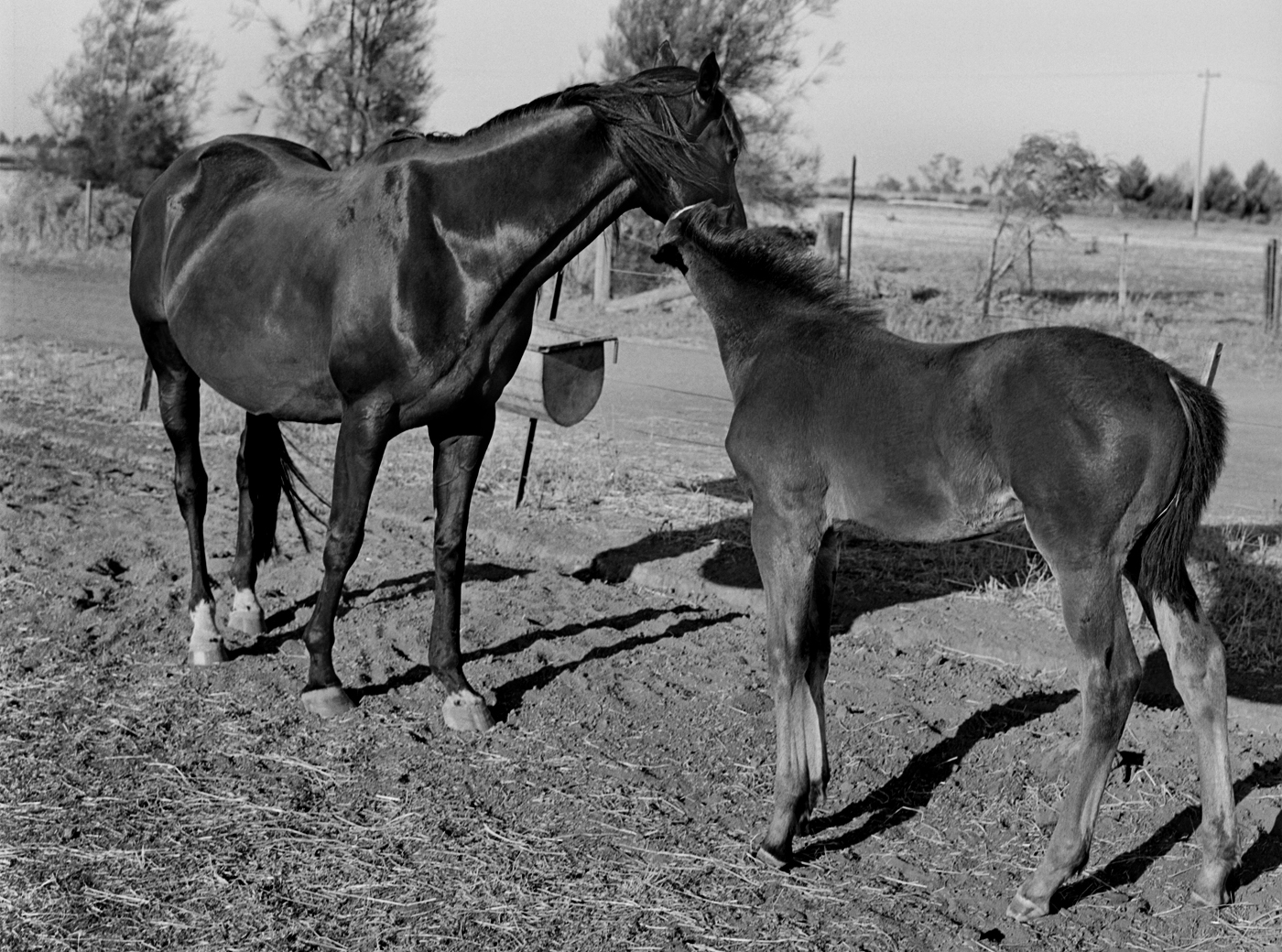 Marcus Bunyan. 'Horses, sheep' 1994-1995