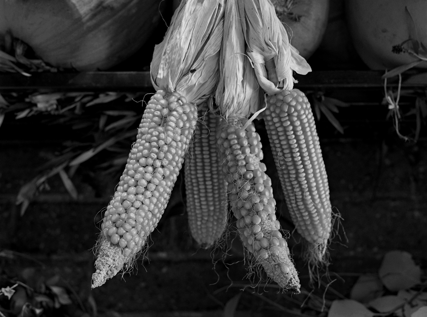 Marcus Bunyan. 'Immersion' 1994