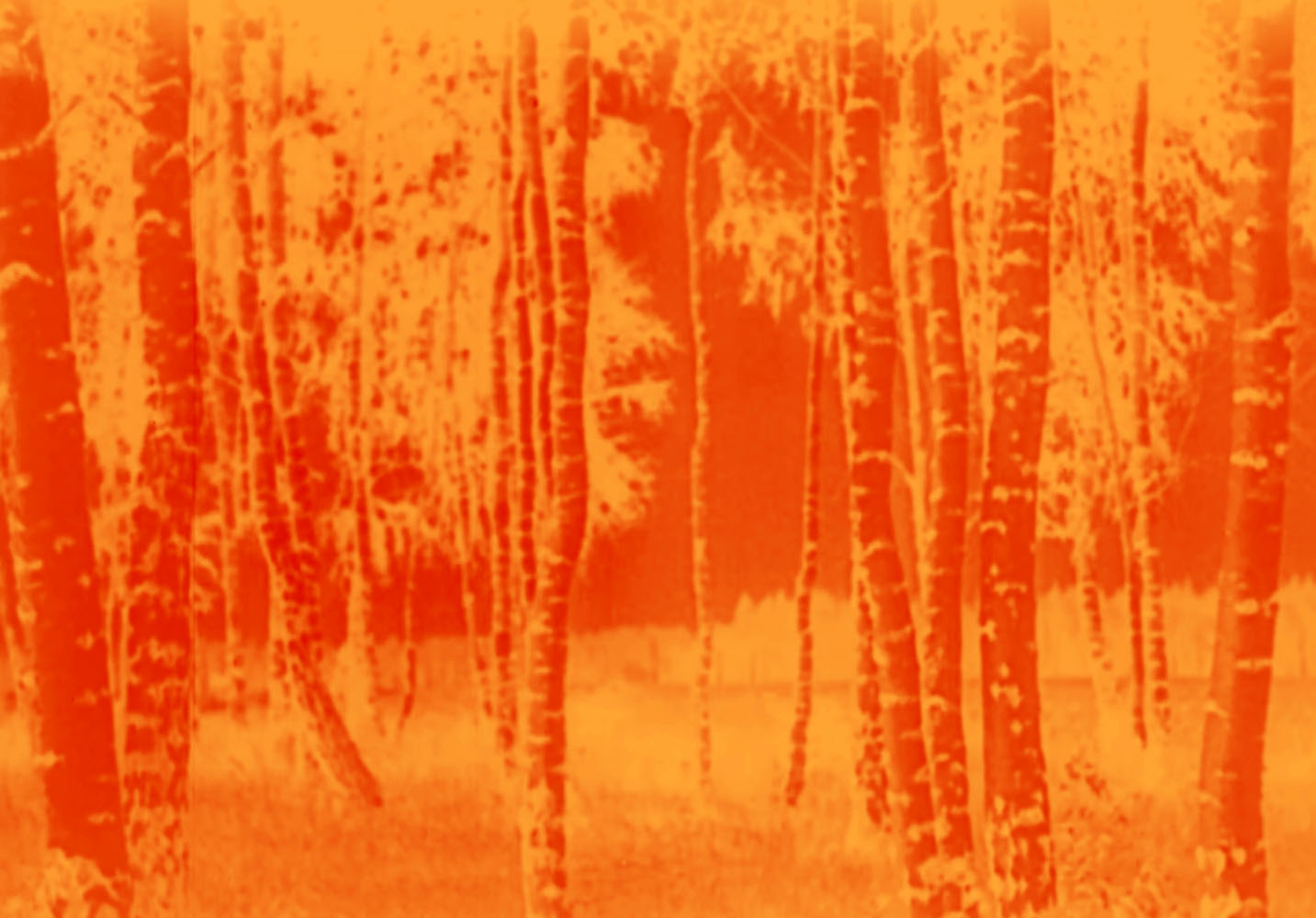 Marcus Bunyan (Australian, b. 1958) ’Tree’ 2023 From the series 'Aus der Traum (From the Dream)' 2023