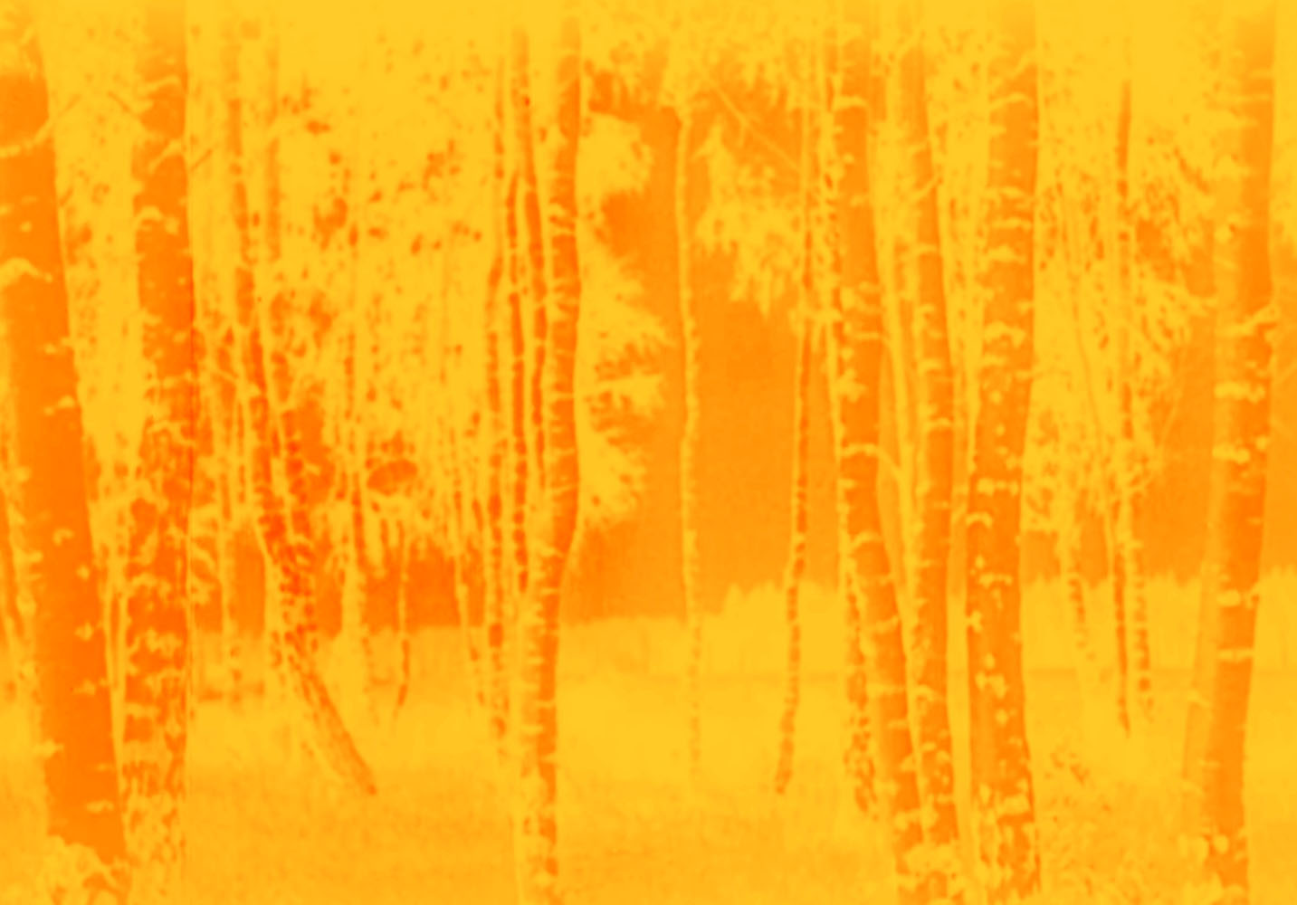 Marcus Bunyan (Australian, b. 1958) ’Tree’ 2023 From the series 'Aus der Traum (From the Dream)' 2023