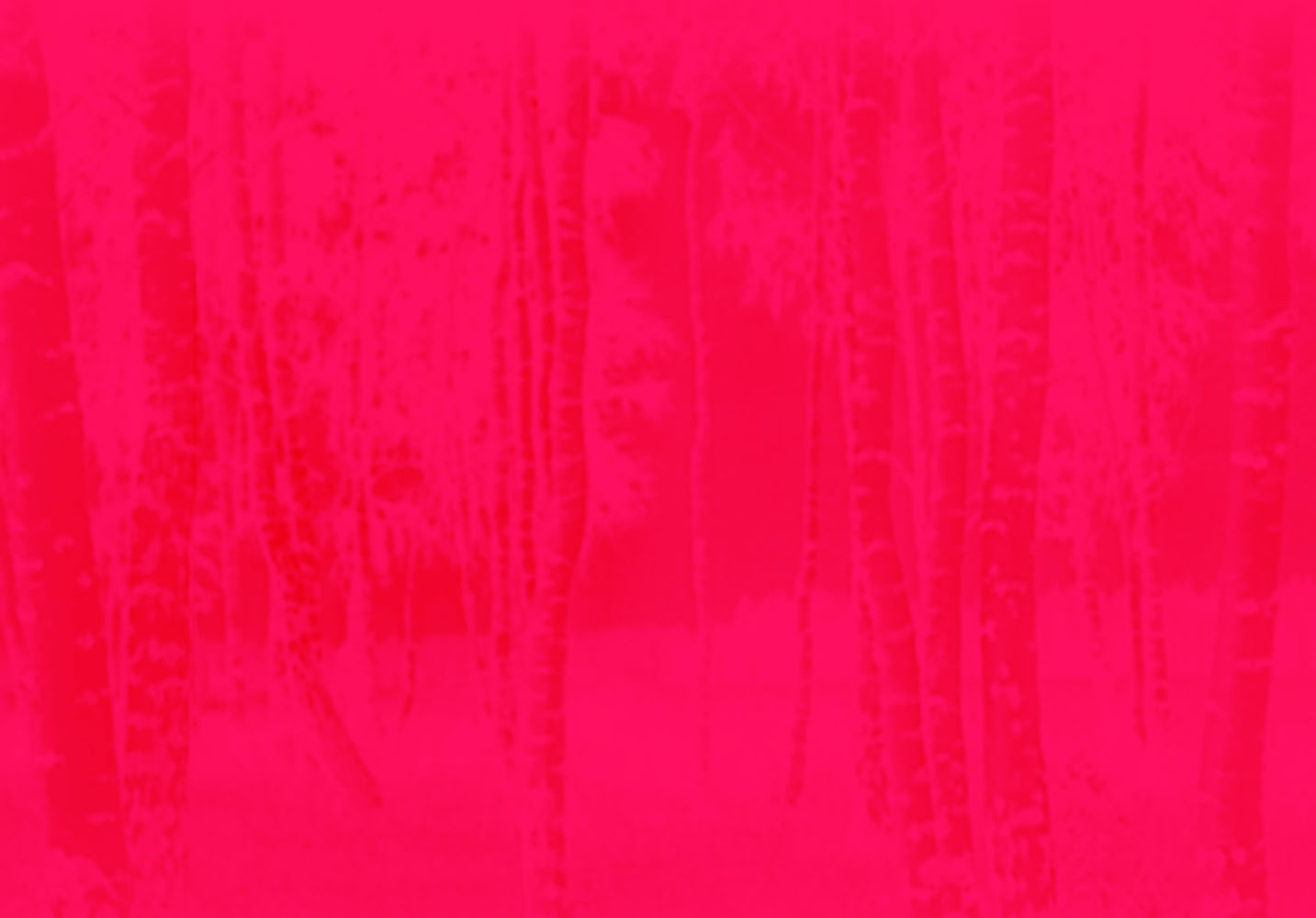 Marcus Bunyan (Australian, b. 1958) ’Tree’ 2023 From the series 'Aus der Traum (From the Dream)' 2023